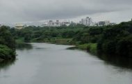 *मुळा नदी काठावरील कोसळलेल्या झाडाशी नदी पुनरुज्जीवन प्रकल्पाचा संबध नाही*