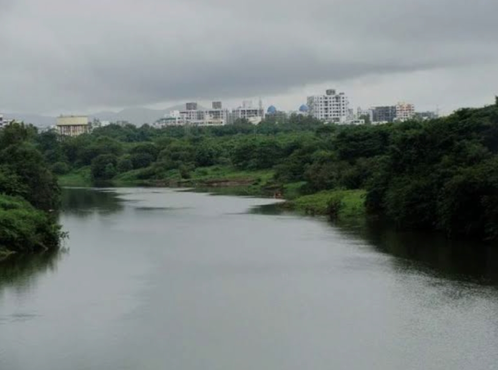 *मुळा नदी काठावरील कोसळलेल्या झाडाशी नदी पुनरुज्जीवन प्रकल्पाचा संबध नाही*