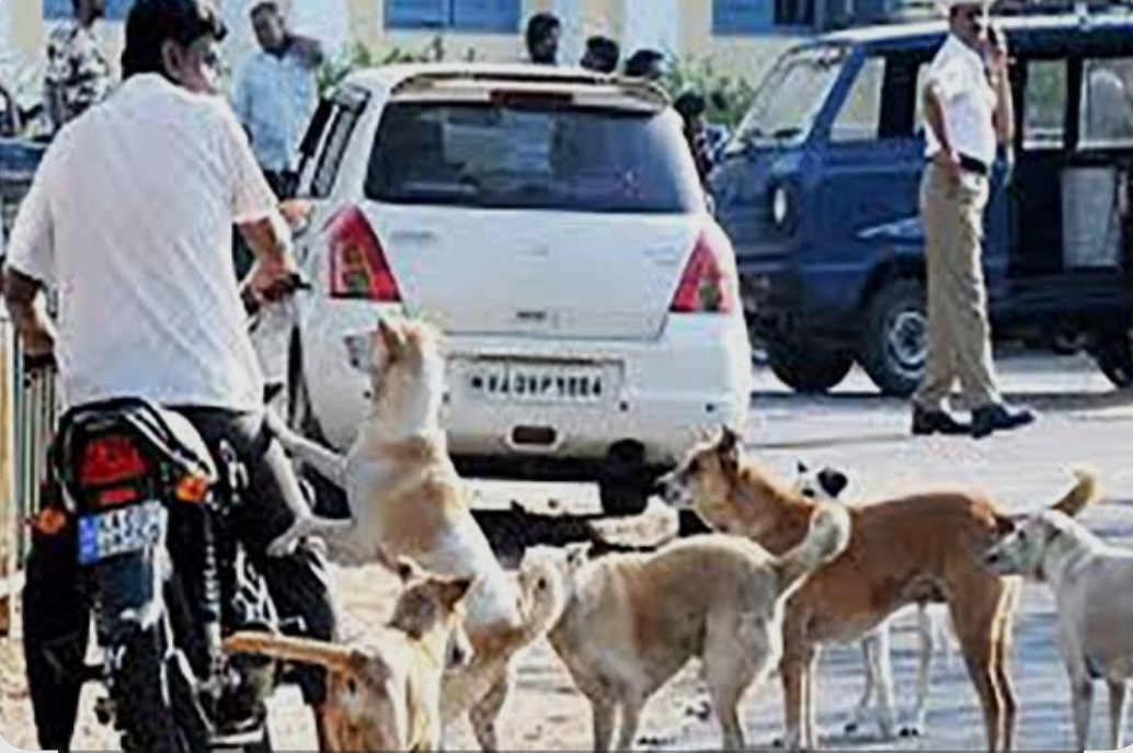 भटक्या कुत्र्यांच्या बंदोबस्तासाठी आता ‘‘दिल्ली पॅटर्न’’